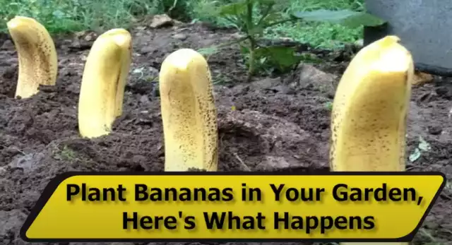 Product image of Tip #13